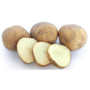 Rocket Seed Potatoes 1kg | Seed Potatoes | New Products