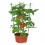 3 Ring Plant Support Flower Frame 75cm